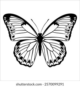 Black monochrome Butterfly Silhouette Vector illustration