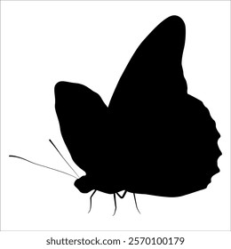 Black monochrome Butterfly Silhouette Vector illustration