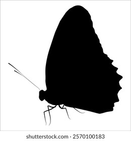 Black monochrome Butterfly Silhouette Vector illustration