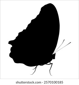 Black monochrome Butterfly Silhouette Vector illustration