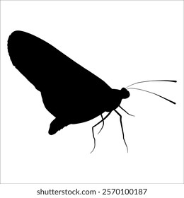 Black monochrome Butterfly Silhouette Vector illustration