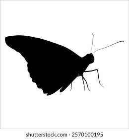 Black monochrome Butterfly Silhouette Vector illustration