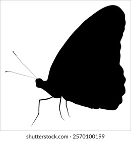 Black monochrome Butterfly Silhouette Vector illustration