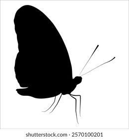 Black monochrome Butterfly Silhouette Vector illustration