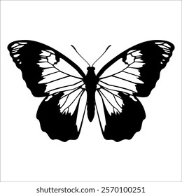 Black monochrome Butterfly Silhouette Vector illustration