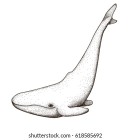 Black monochrome whale isolated on white background. Big mammal whale with tail and fin living in water. Vector illustration