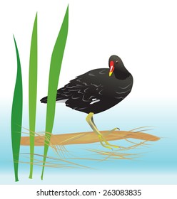 Black moorhen standing in its habitat. Vector illustration.