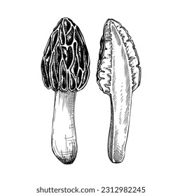 Esbozo de hongos moreles negros. Ilustración de hongos comestibles. Proteína fúngica, fuente de micoproteína. El hongo de Morchella está aislado en blanco. Elemento de diseño de sustitutos de la carne a base de plantas y alimentos saludables