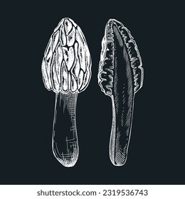 Schwarze Morel-Pilzskizze. Essbare Fungus-Illustration auf Kreidebrett. Pilzprotein, Mykoprotein, pflanzliche Inhaltsstoffe, gesundes Lebensmitteldesign. Waldpflanzenzeichnung