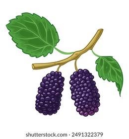 Black mulberries on the branch with leaves, vector illustration isolated on white, eps10