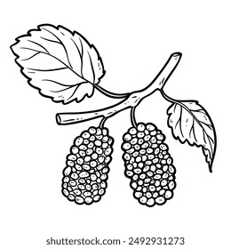 Moras negras en la rama con hojas, contorno de Ilustración vectorial aislado en blanco, eps10