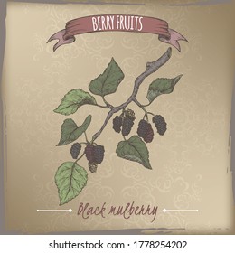 Black mulberry aka Morus branch color sketch on vintage background. Berry fruits series. Berry fruits series. Great for traditional medicine, perfume design, cooking or gardening.