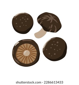 Black mushroom or shiitake mushroom, Set of black mushroom or shiitake mushroom isolated on white background, Vector illustration.