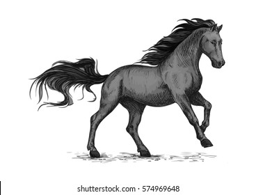 Black mustang stallion racing or galloping. Vector horse sketch for equestrian sport, horse riding. Wild raging sport horse hopping and running on races with waving mane and tail