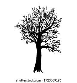 Árbol negro desnudo aislado sobre fondo blanco. Naturaleza otoñal. Temporada de invierno o otoño. 