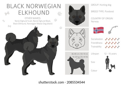 Black norwegian elkhound clipart. Different coat colors and poses set.  Vector illustration