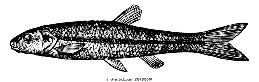 Black Nosed Dace is a silvery fish commonly used as bait, vintage line drawing or engraving illustration.