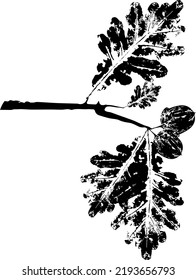 Black oak branch with Leaf stamp. Imprint of fallen leaves. Autumn pattern. Creative natural decor. Hand-crafted vector art prints. Seasonal modern packaging.