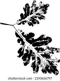 Black oak branch with Leaf stamp. Imprint of fallen leaves. Autumn pattern. Creative natural decor. Hand-crafted vector art prints. Seasonal modern packaging.