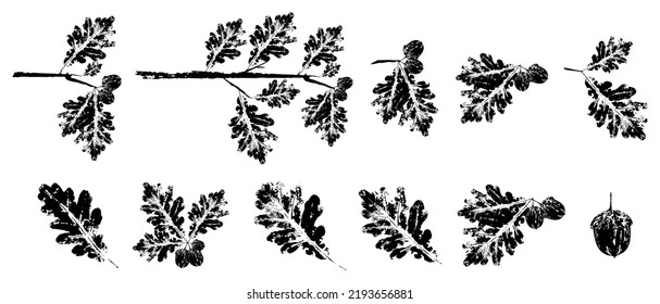 Black oak branch with Leaf stamp. Imprint of autumn fallen leaves. Creative natural decor. Hand-crafted vector art prints. Seasonal modern packaging.