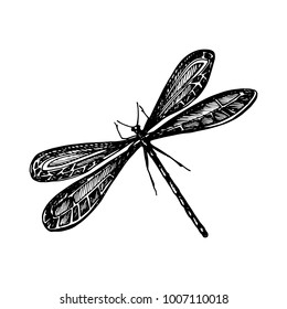 Black odonata on white background painted a gel pen