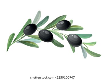 Rama de olivo negra. Aceitunas verdes con hojas. Imagen dibujada a mano de los alimentos orgánicos. Ilustración vectorial.