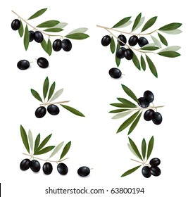 Black olive branch. Photo-realistic vector.