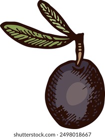 Black olive color illustration. Hand drawn sketch