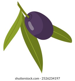 Black olive with leaves. An olive twig. Illustrated vector clipart.