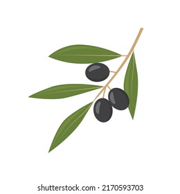 black olive tree branch- vector illustration