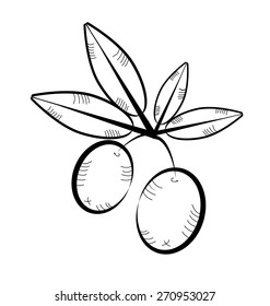 Black olive twig with two olives, white background