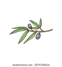 Black olives branch with fruits and leaves, hand drawn colorful vector illustration isolated on white background. Olive plant icon or symbol for food and cosmetics.
