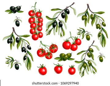 Black  olives branches and cherry tomato isolated on white background, Vector illustration.