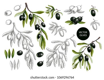 Black  olives branches in graphic and realistic style isolated on white background, Vector illustration.