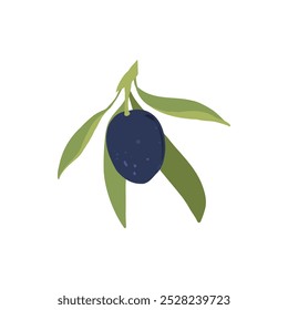 Black olives. Cartoon organic mediterranean fruit, agriculture organic vegetable vegan food, natural healthy product. Vector isolated set on white background