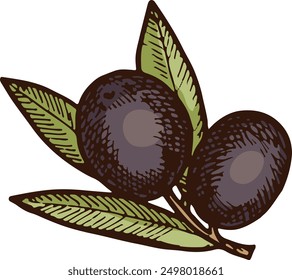 Dibujo de aceitunas negras en estilo italiano tradicional vintage