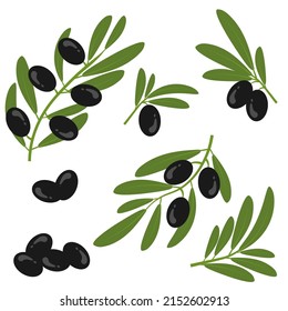 Black olives with leaves on a branch. Olive bunch.