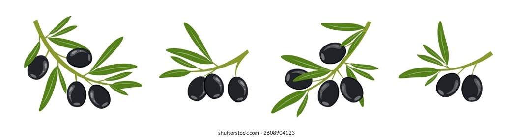 Black olives with leaves. Set of olive tree branches. Ripe fruits of natural plants. Botanical decorative elements. Sketch of food product. Vector illustration.	
