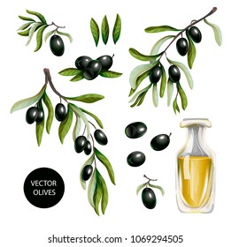 Black olives and olive oil isolated on white background, Vector illustration.