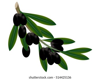 Black olives on a branch.