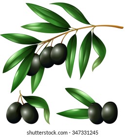 Black olives on the branch illustration