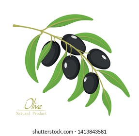 Black olives on a branch. Branch with olives and leaves. Cosmetics, olive oil, health care products. Vegetarian food, organic healthy food. Vector illustration.