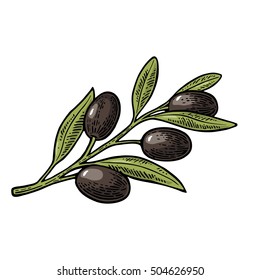 Black Olives on branch with leaves. Hand drawn design element. Vintage color vector engraving illustration for logotype, poster, web. Isolated on white background.