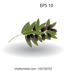 Black olives on a branch with leaves isolated on white background element for design vector illustration art creative