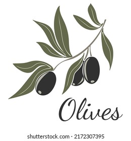 Black olives on branches with leaves. Hand drawn vector illustration isolated on a white background