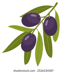 Black olives on a twig. An olive branch with leaves and fruits. Illustrated vector clipart.