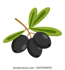 Black olives vector art on a branch with green leaves, isolated on white.