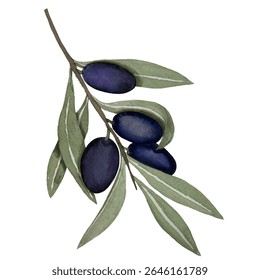 Black olives, watercolor illustration, branch of olives isolated on white background. Watercolor - vector 19.