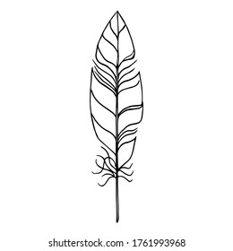 Black on white isolated hand drawn vector feather(quill). Vector eps10 file. Can be used as clipart or graphic element for your design.