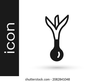 Black Onion icon isolated on white background.  Vector